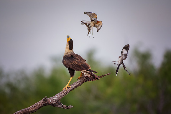 Caracara