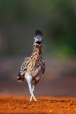 Road Runner