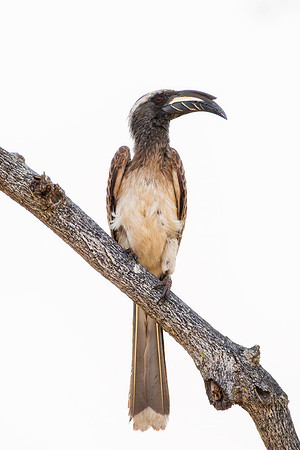 Africa, Botswana, Namibia, "South Africa", "Southern Red Billed Hornbill", Zambia, Zimbabwe, beak, colors, eyes, feathers, feathers, tree, wings