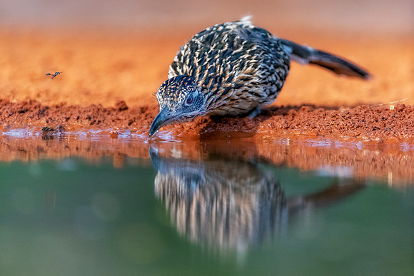 Road Runner