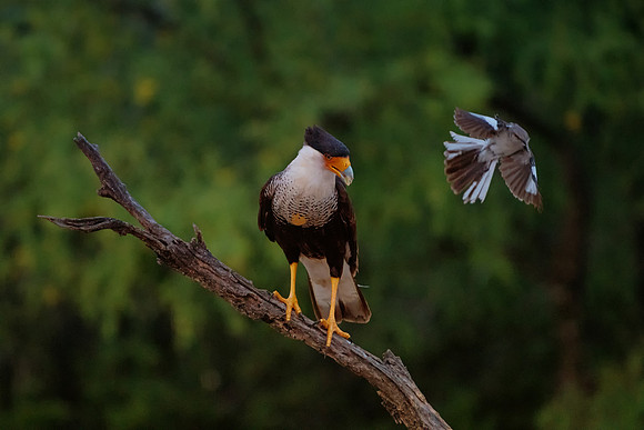Caracara