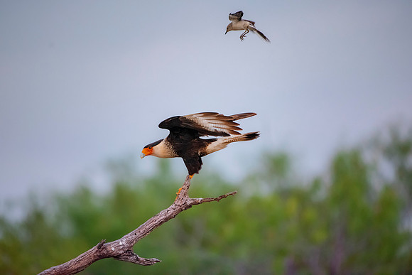 Caracara