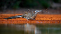 Caracara, Hornbills, Parrots & Road Runners