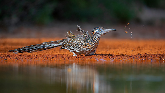 Road Runner