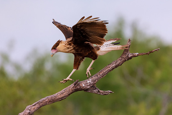 Caracara