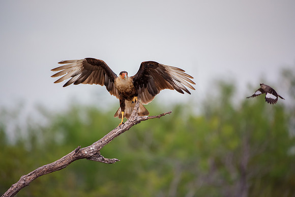 Caracara