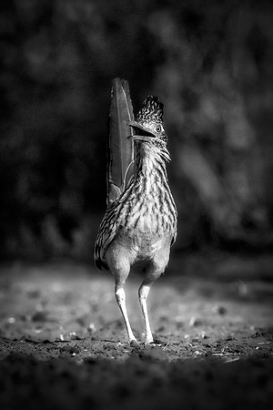 Road Runner