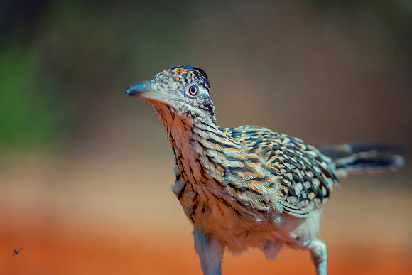 Road Runner