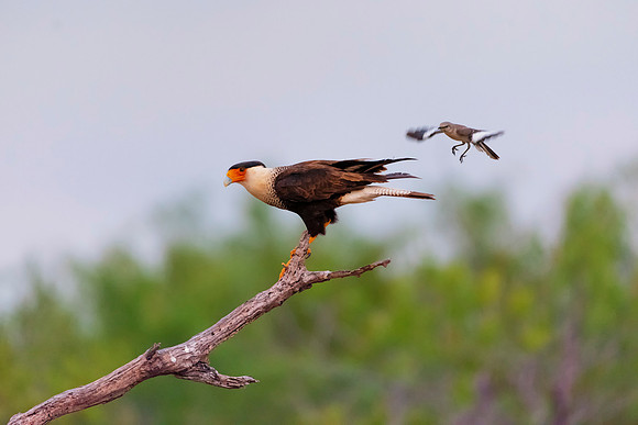 Caracara