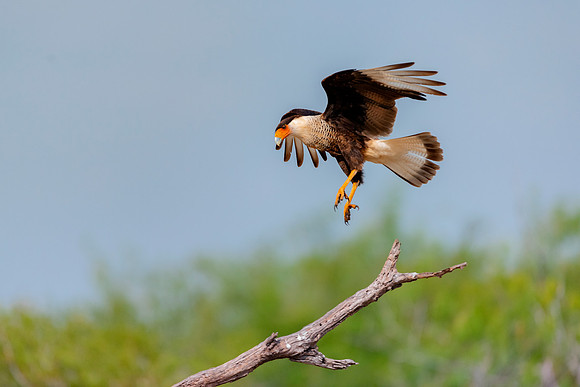 Caracara