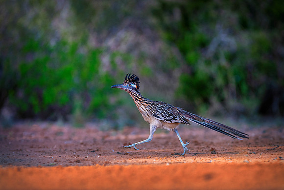 Road Runner