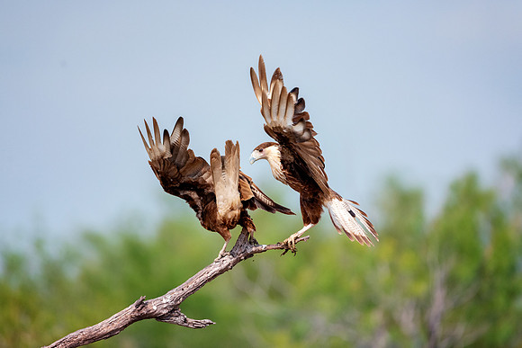 Caracara