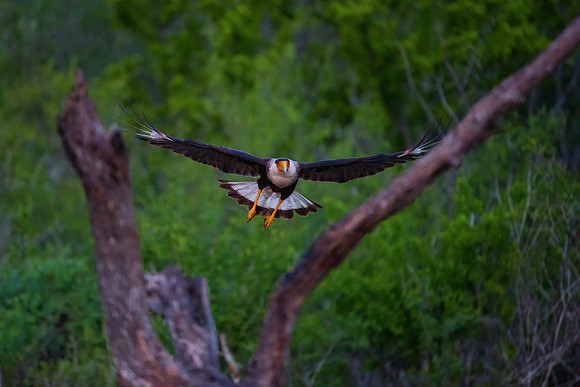 Caracara