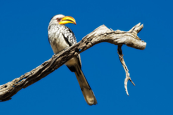 "Southern Red Billed Hornbill", wings, beak, Africa, feathers, colors, tree, eyes, Namibia, Botswana, Zimbabwe, Zambia, "South Africa", feathers