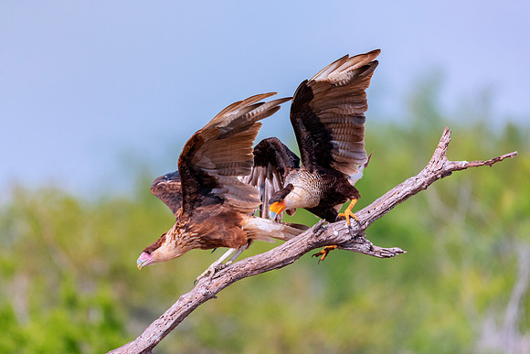 Caracara