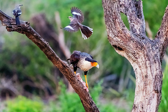 Caracara