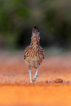 Road Runner