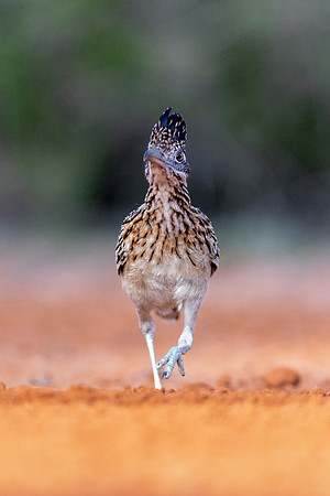 Road Runner