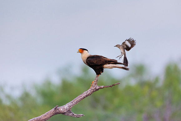 Caracara