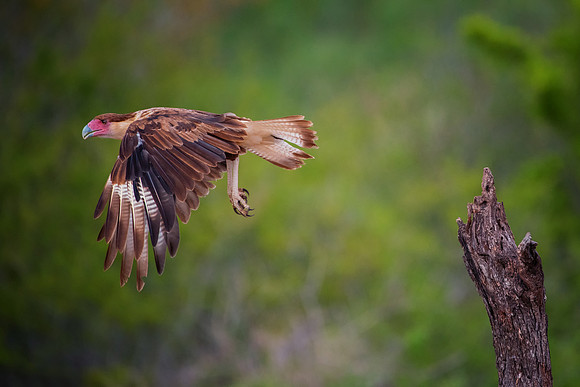 Caracara