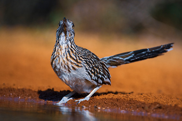 Road Runner