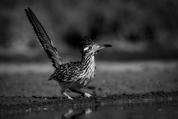 Road Runner