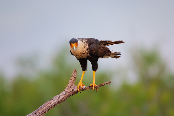 Caracara