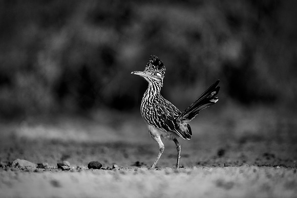 Road Runner