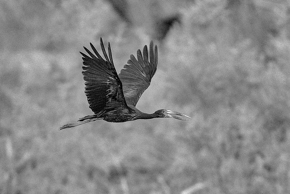 African Openbill