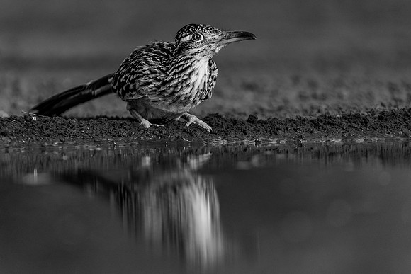 Road Runner