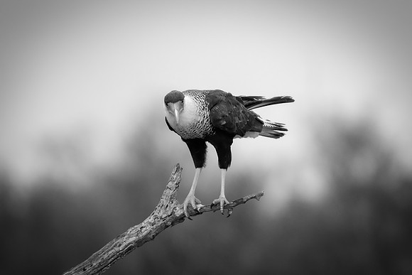 Caracara