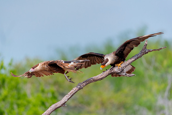 Caracara