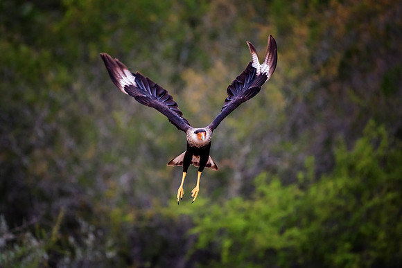 Caracara