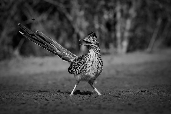 Road Runner
