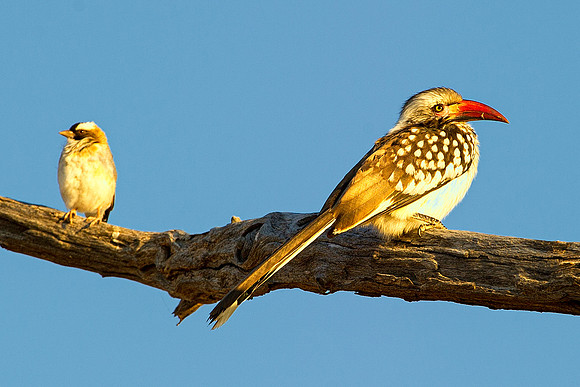 "Southern Red Billed Hornbill", wings, beak, Africa, feathers, colors, tree, eyes, Namibia, Botswana, Zimbabwe, Zambia, "South Africa", feathers, friends
