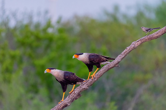 Caracara