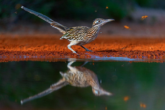 Road Runner