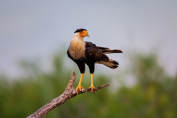 Caracara
