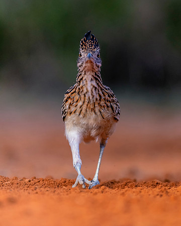 Road Runner