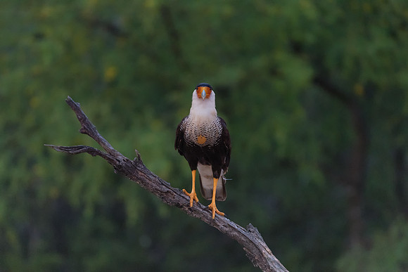 Caracara