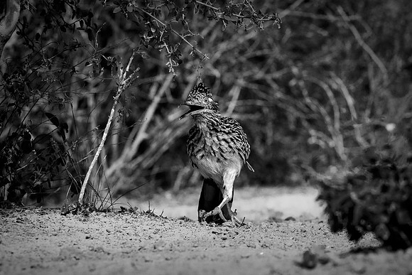Road Runner