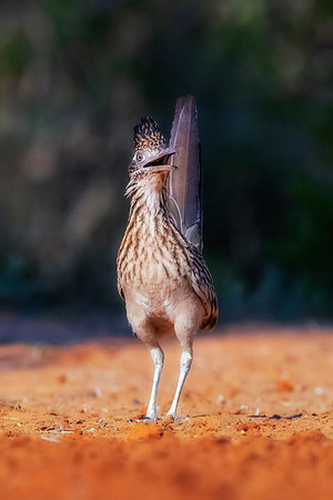 Road Runner