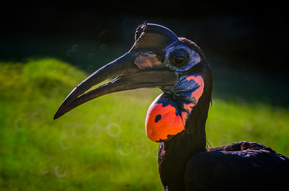 "black bird", "exotic bird", family, nature, peak, zoo