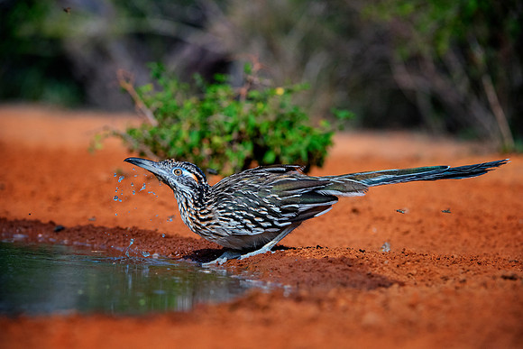Road Runner