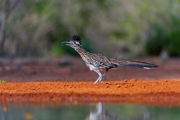 Road Runner