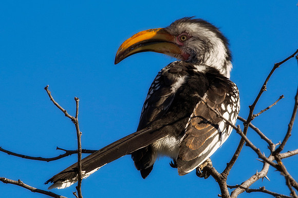 "Southern Red Billed Hornbill", wings, beak, Africa, feathers, colors, tree, eyes, Namibia, Botswana, Zimbabwe, Zambia, "South Africa", feathers