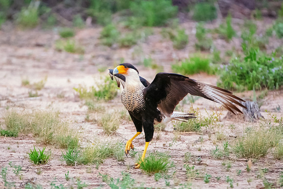 Caracara
