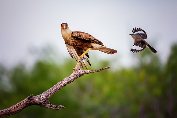 Caracara