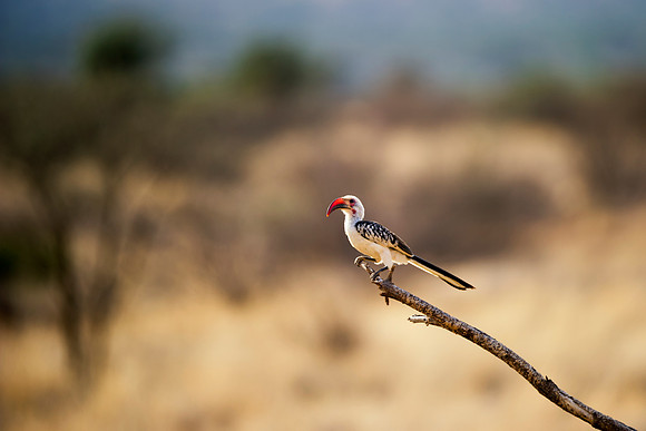 Africa, Bertazzoni, Botswana, Namibia, Nikon, Sunbathing, beak, colors, details, eye, feathers, flying, nature, nature, parks, portrait, safari, structure, wings