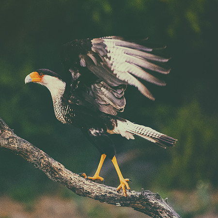 Caracara